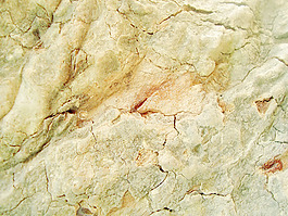 bark_of_tree