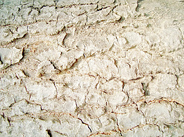 tree_bark_structure