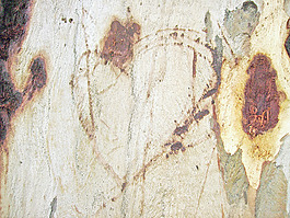 tree_texture_skin