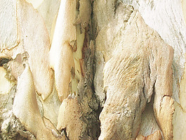 dried_bark_wood_skin