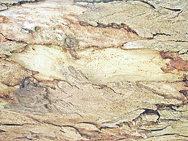 tree_skin_background