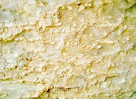 tree_trunk_surface