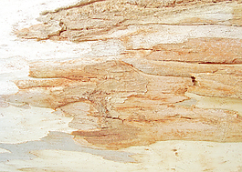 oak_texture