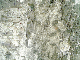 bark_tree_texture