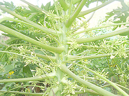 green_plant_texture