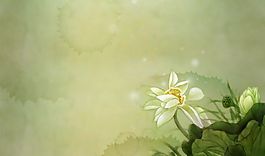 荷花背景PPT