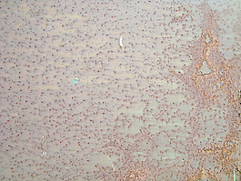 metallic_rusty_sheet