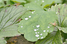 蜘蛛對草莓葉片