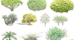 植物素材