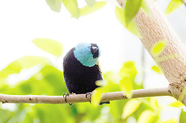 藍(lán)頸嘴雀鳥