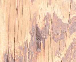 木材的垃圾