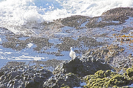 鳥在海岸