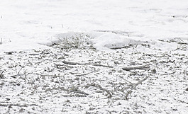 地上堆满了雪