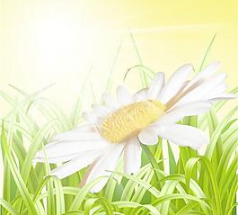 現(xiàn)實的雛菊矢量素材