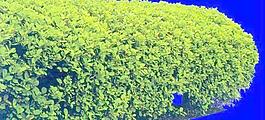 灌木184_效果圖植物配景素材