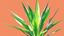 灌木204_效果圖植物配景素材