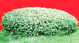 灌木196_效果圖植物配景素材