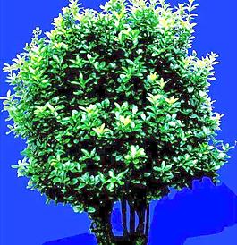 灌木201_效果圖植物配景素材