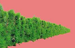 灌木174_效果圖植物配景素材