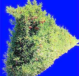 灌木187_效果圖植物配景素材