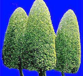 灌木194_效果圖植物配景素材