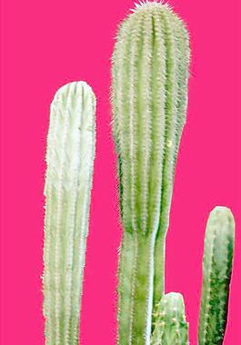 灌木160_效果圖植物配景素材