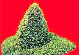 灌木175_效果圖植物配景素材