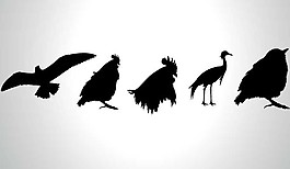 飛鳥(niǎo)家禽抽象圖