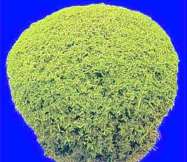 灌木179_效果圖植物配景素材