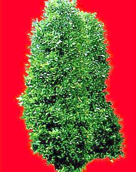 灌木164_效果圖植物配景素材