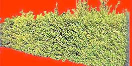 灌木176_效果圖植物配景素材