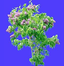 灌木166_效果圖植物配景素材