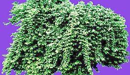 灌木158_效果圖植物配景素材