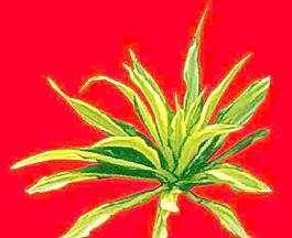 灌木165_效果圖植物配景素材