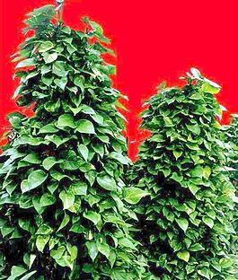 灌木152_效果圖植物配景素材