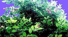 灌木154_效果圖植物配景素材