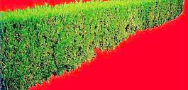 灌木149_效果圖植物配景素材