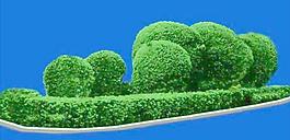 灌木135_效果圖植物配景素材