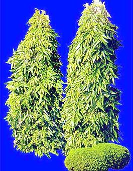 灌木145_效果圖植物配景素材
