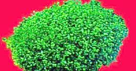 灌木120_效果圖植物配景素材