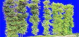 灌木132_效果圖植物配景素材