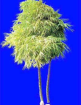 灌木133_效果圖植物配景素材