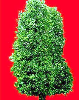 灌木125_效果圖植物配景素材