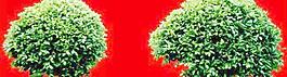 灌木123_效果圖植物配景素材