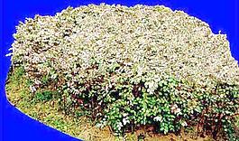 灌木117_效果圖植物配景素材