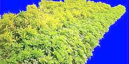 灌木114_效果圖植物配景素材