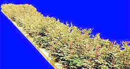 灌木115_效果圖植物配景素材