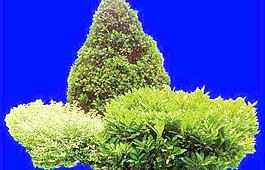 灌木087_效果圖植物配景素材