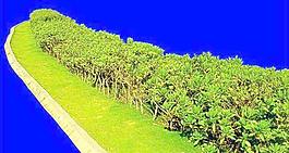 灌木107_效果圖植物配景素材