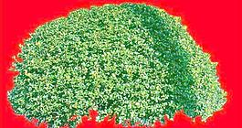 灌木110_效果圖植物配景素材